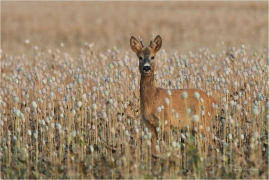 <p>SRNEC OBECNÝ (Capreolus capreolus) Šluknovsko - Jiříkov --- /European roe deer - Reh/</p>